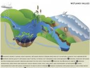 Wetland Functions