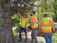 Public works team looking at large tree