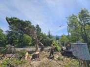 Tree being cut down by Public works crew