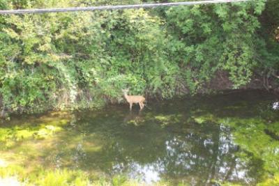 Deer in Wetlands