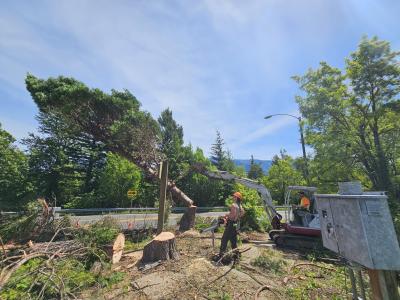 Public works crew cutting down large tree